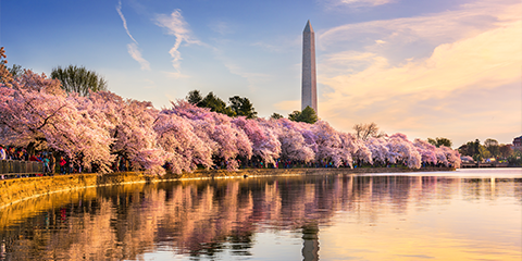 Washington DC Office